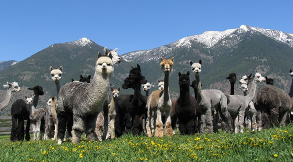 alpacas under a willow tree at great northern ranch