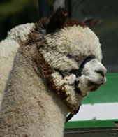 Snowmass Incan Silver